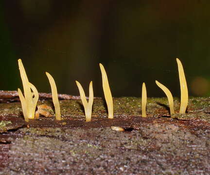 Image of Calocera (Fr.) Fr.