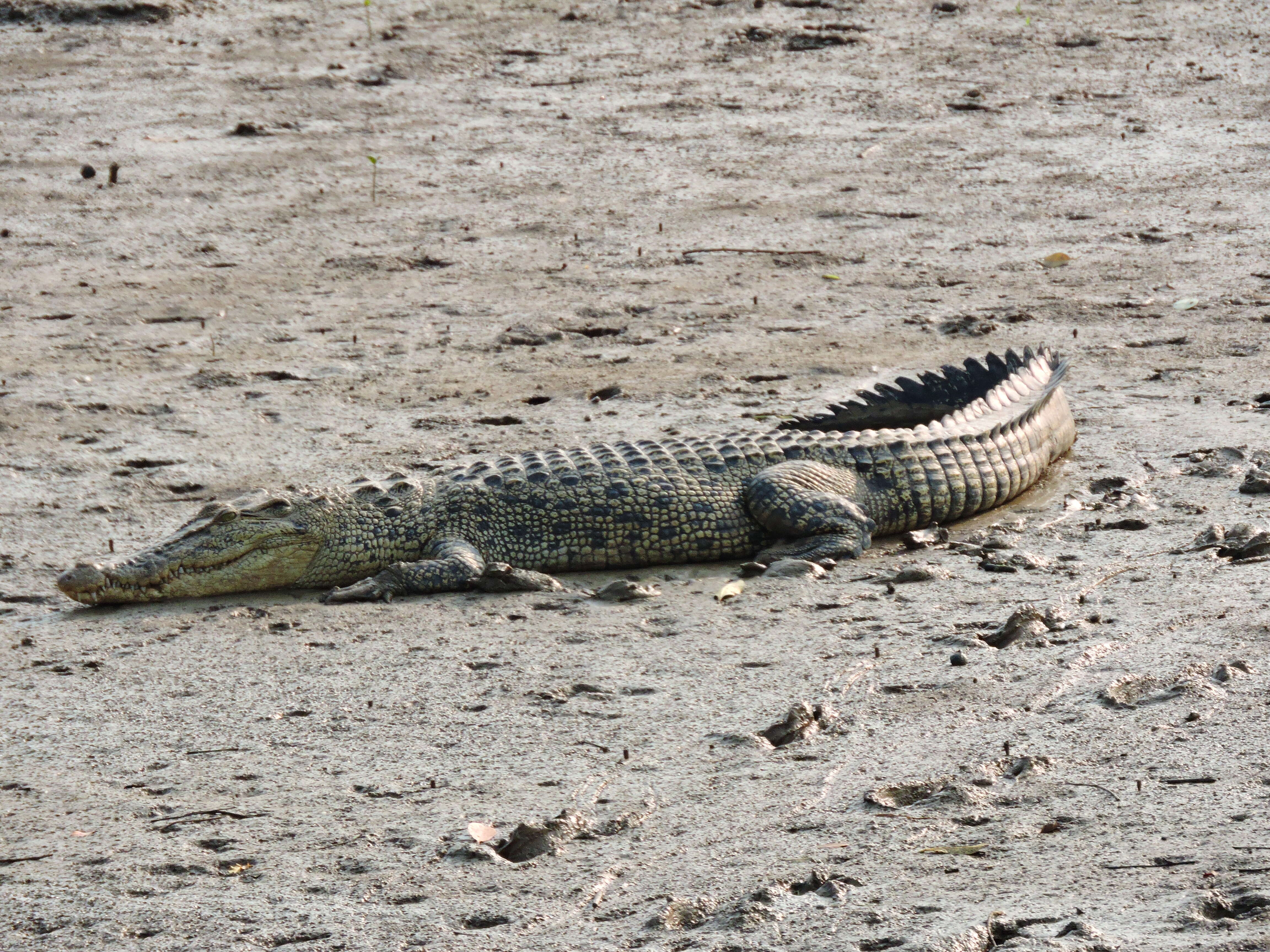 Image of Estuarine Crocodile