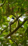 Image of Asian Paradise-Flycatcher