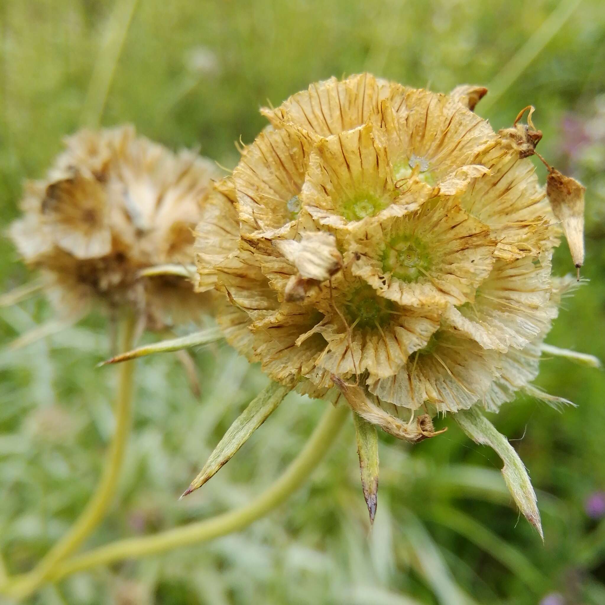 Sivun Lomelosia graminifolia (L.) W. Greuter & Burdet kuva