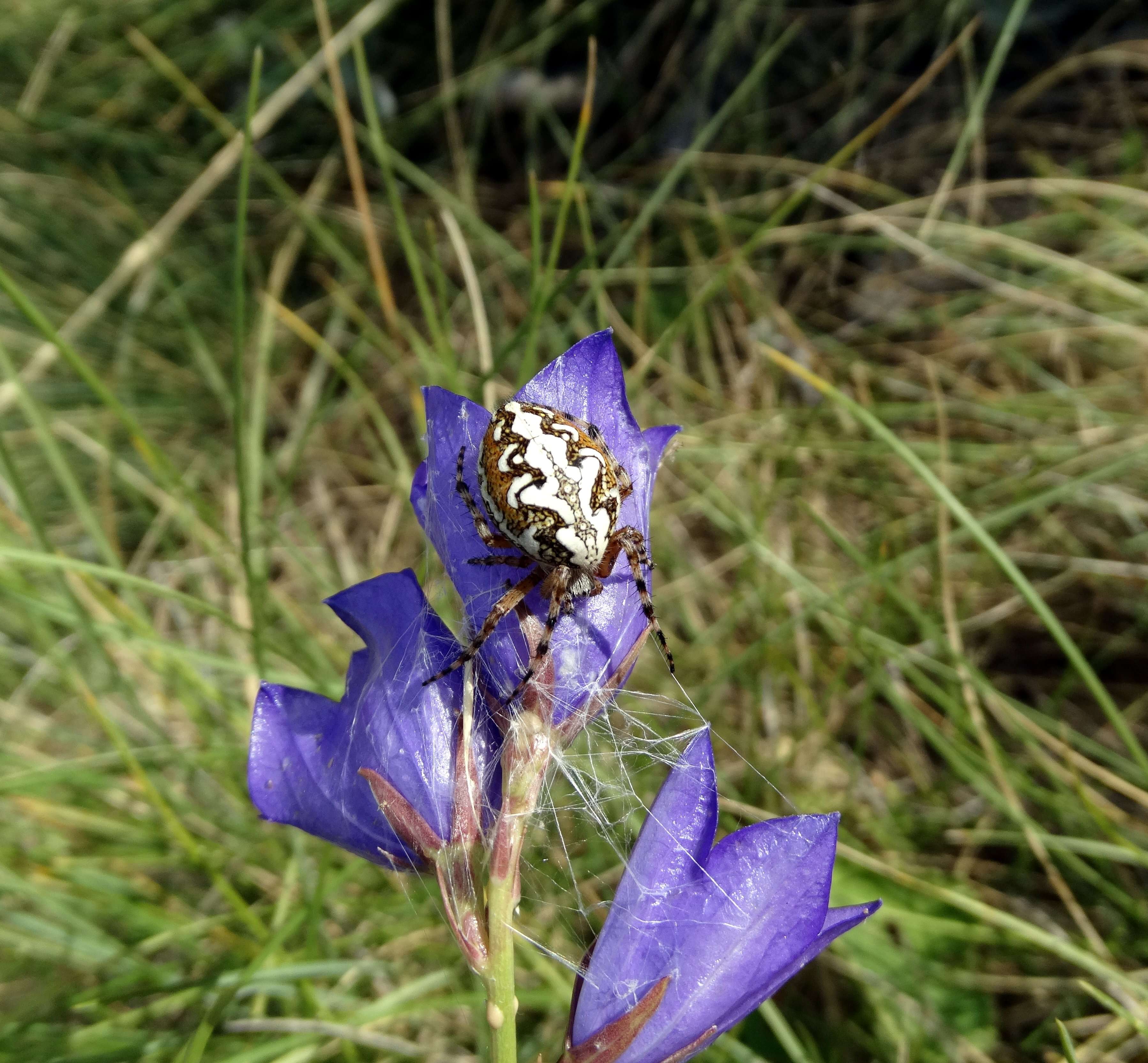 Image of Aculepeira ceropegia (Walckenaer 1802)