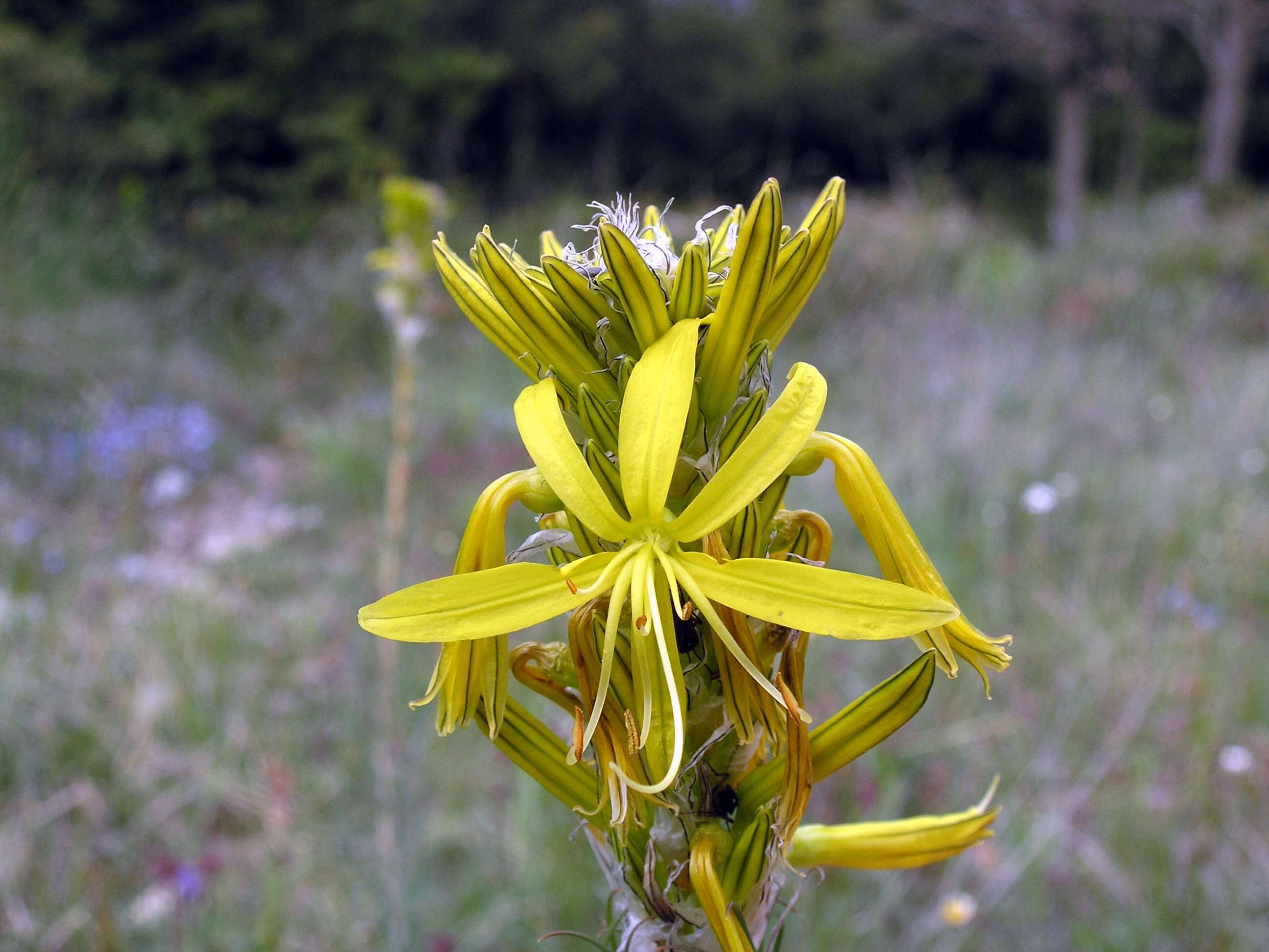 Image of yellow asphodel