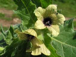 Image of black henbane