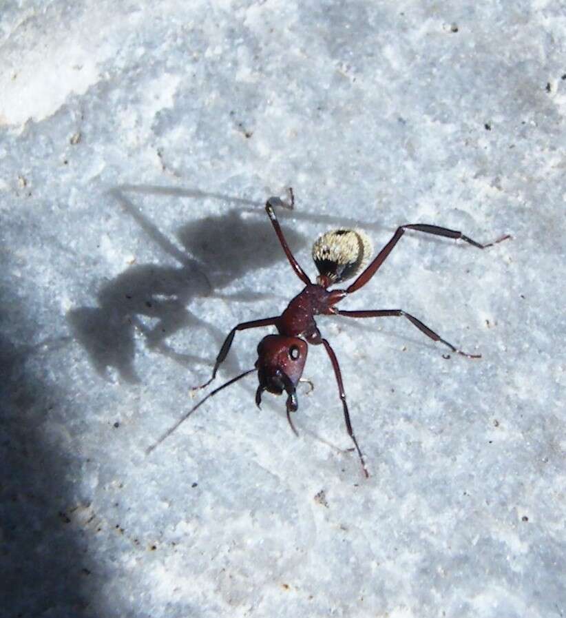 Plancia ëd Camponotus storeatus Forel 1910