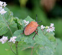 Plancia ëd Pycanum ochraceum Distant 1893