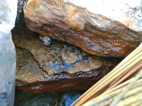 Image of Banded Wood Frog