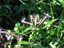 Silene aegyptiaca (L.) L. fil.的圖片