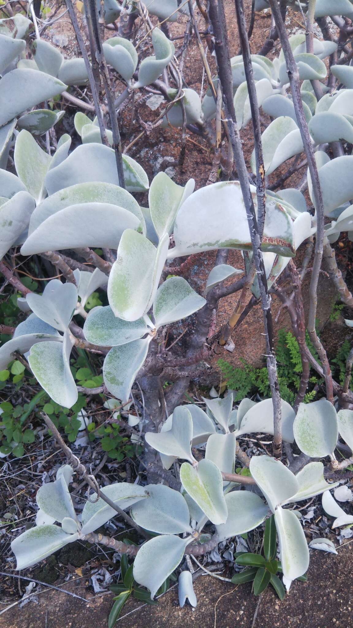 Image of Kalanchoe orgyalis Baker