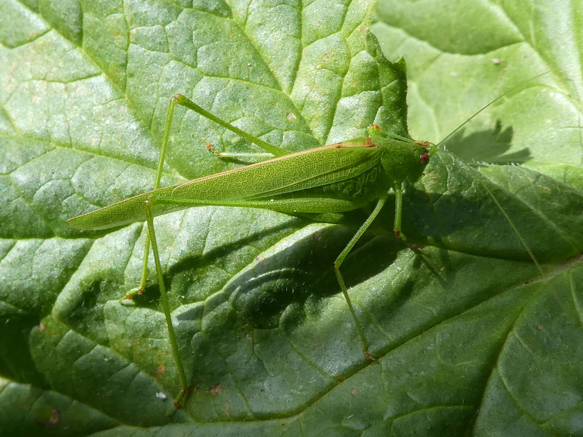 Image of Phaneroptera (Phaneroptera) sparsa Stål 1857