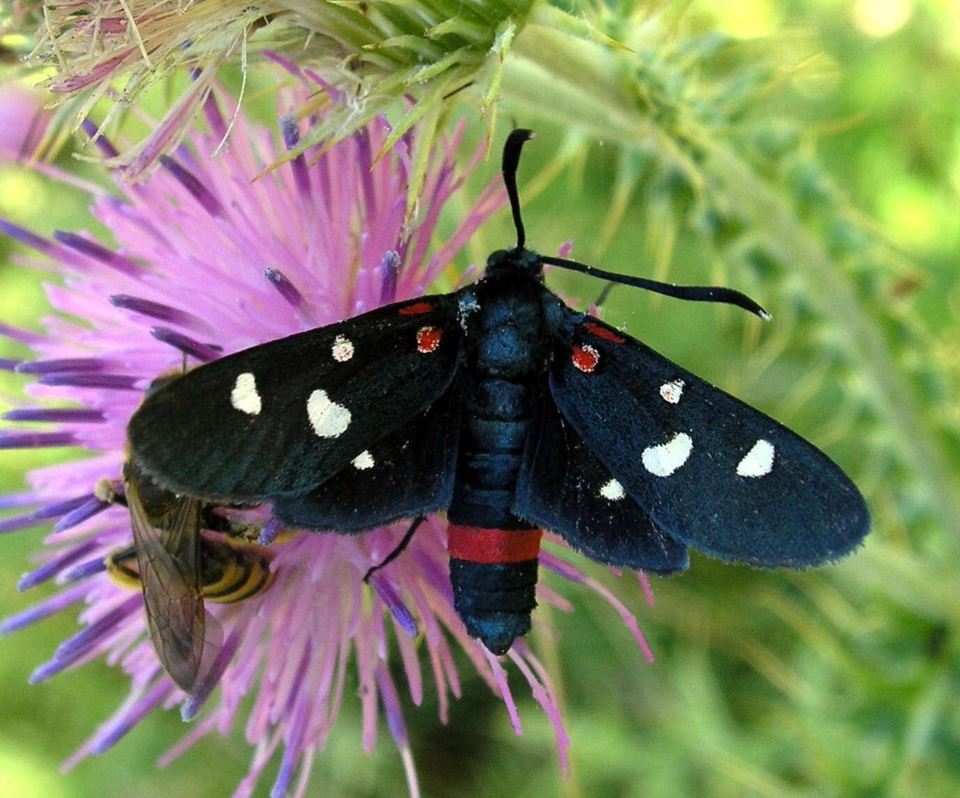 Image of Zygaena ephialtes Linnaeus 1767