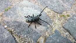 Image of Long-horned beetle