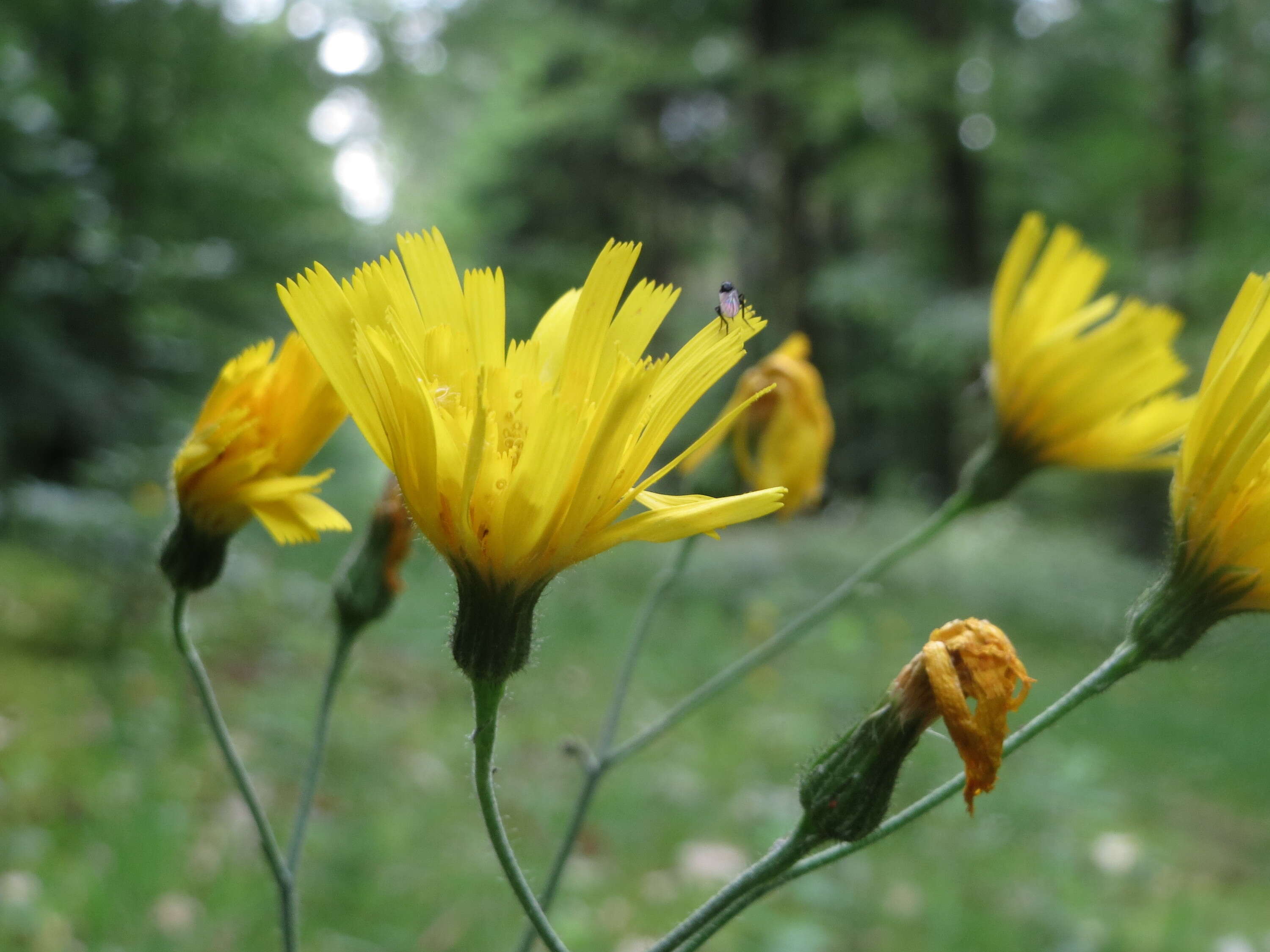 Image of few-leaved hawkweed