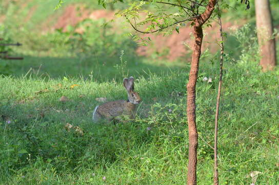 Imagem de Lepus nigricollis F. Cuvier 1823