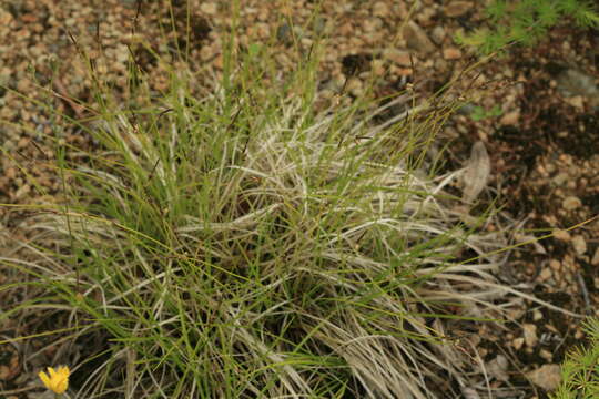 صورة Carex vanheurckii Müll. Arg.