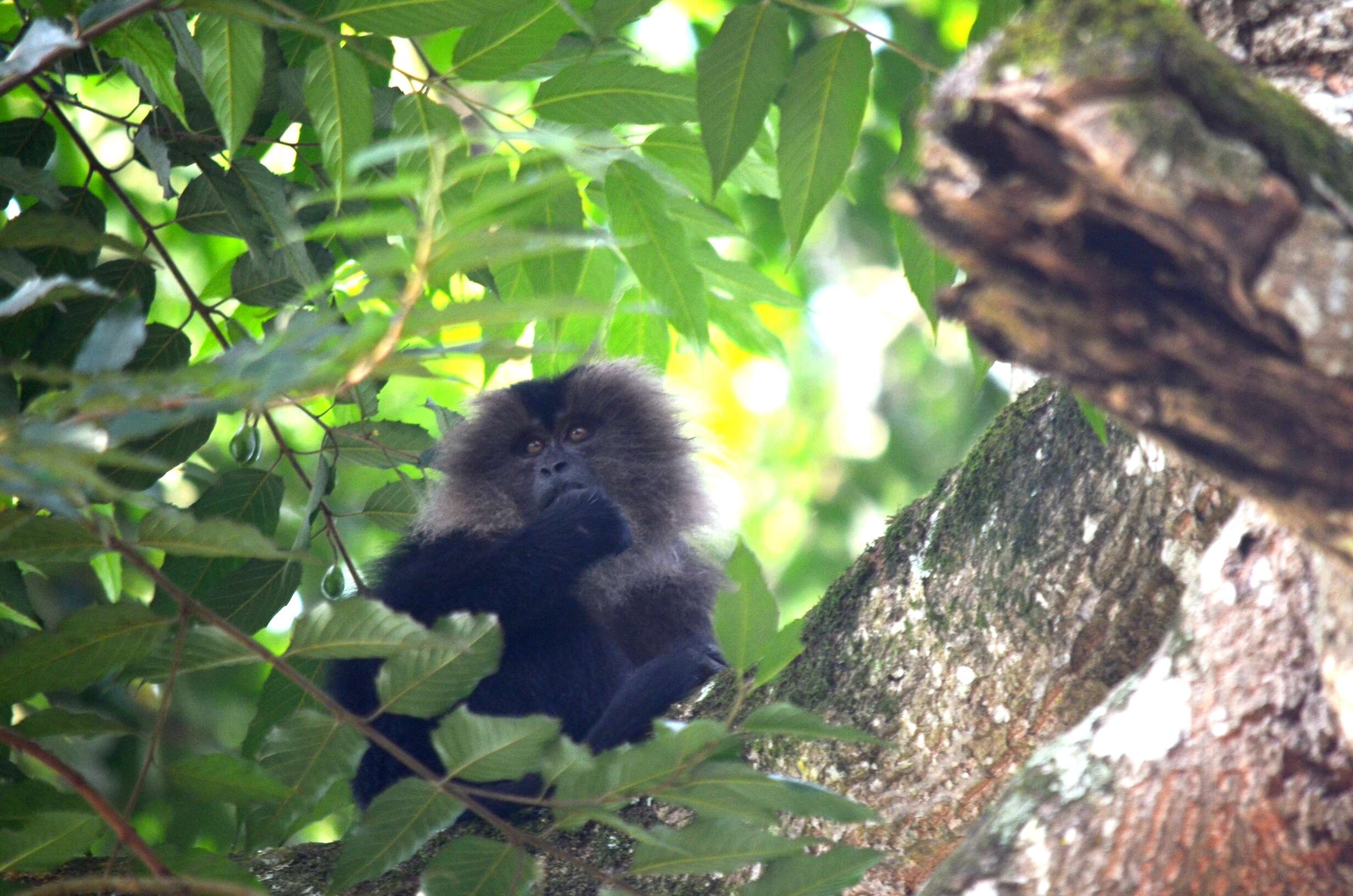 Image of Lion-tailed Macaque