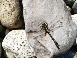 Imagem de Neogomphus edenticulatus Carle & Cook 1984