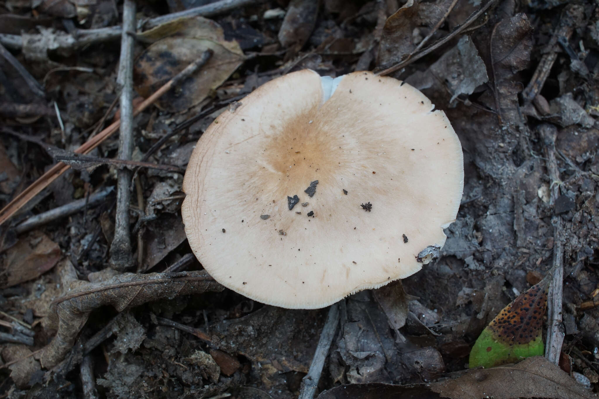 Image of Rhodocollybia butyracea (Bull.) Lennox 1979