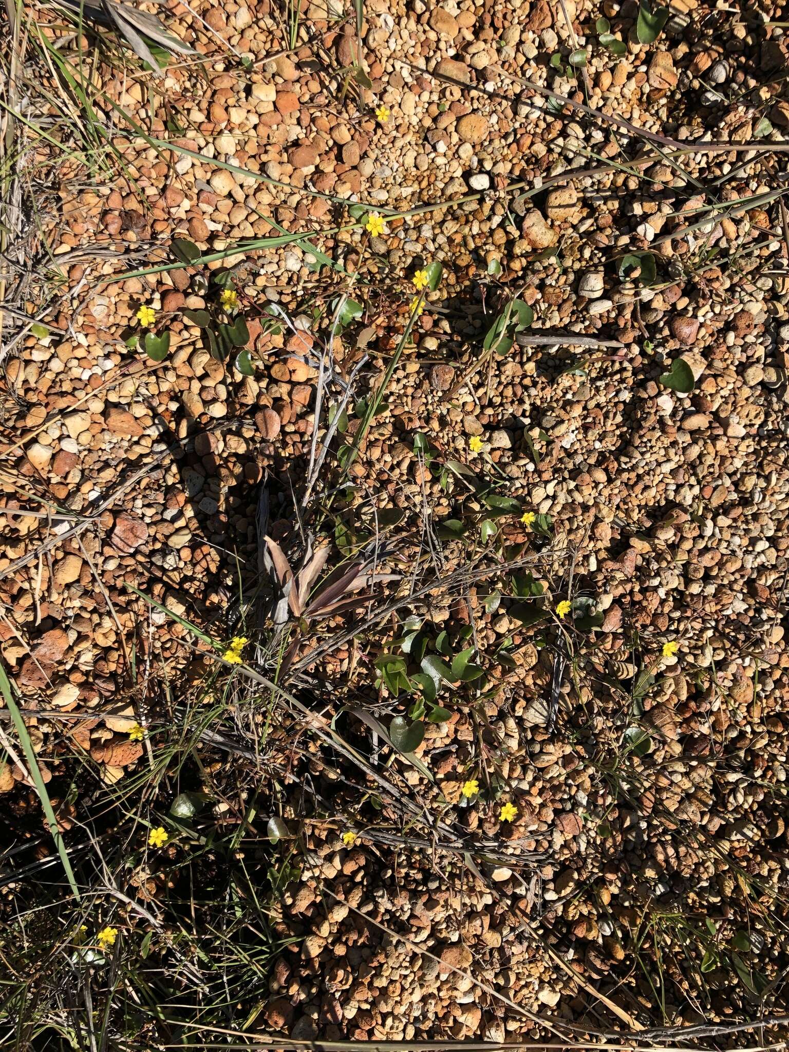 Image of Nymphoides exiliflora (F. Müll.) Kuntze