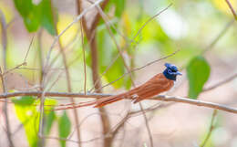 Image of Asian Paradise-Flycatcher