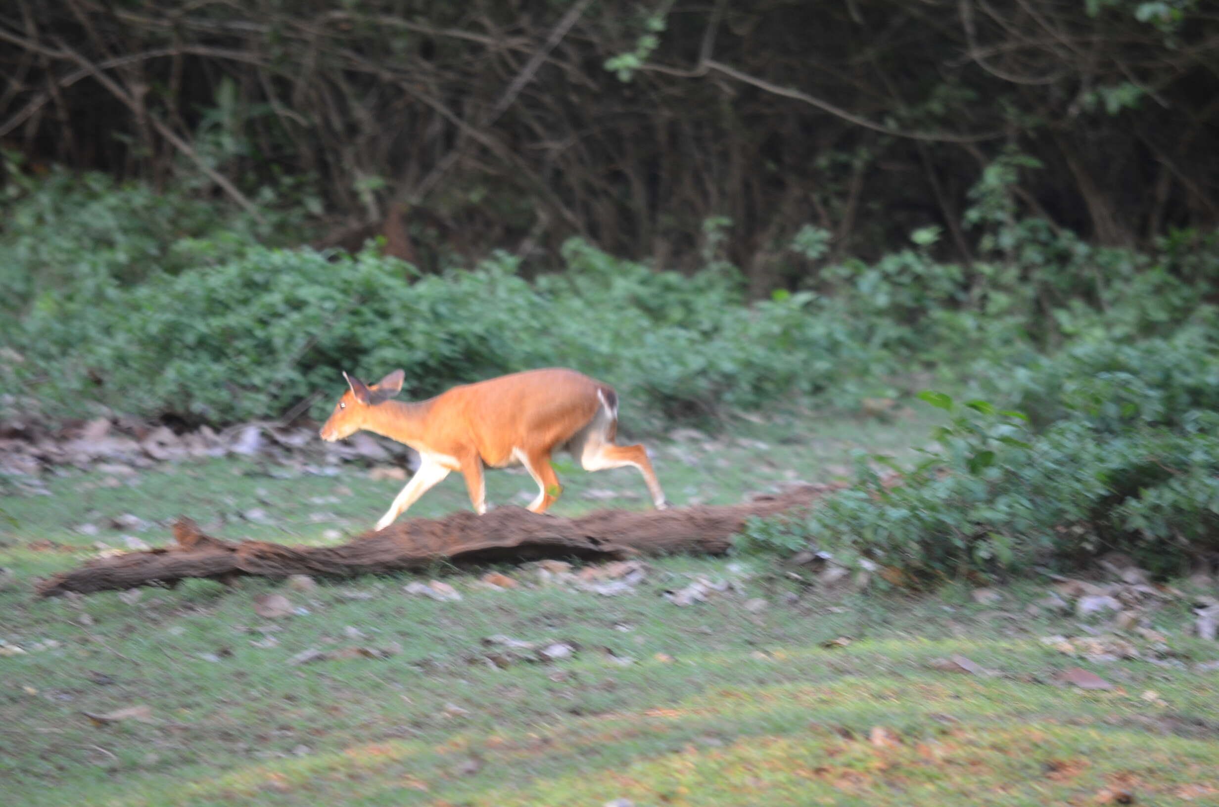 Image of Barking Deer