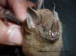 Image of dwarf little fruit bat