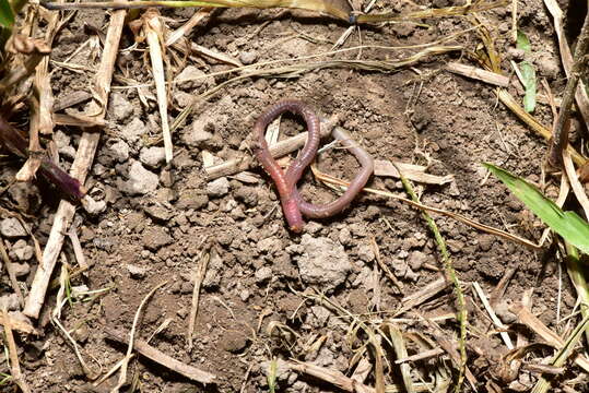 Image of Earthworm