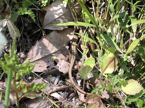 Image of Japanese Grass Lizard