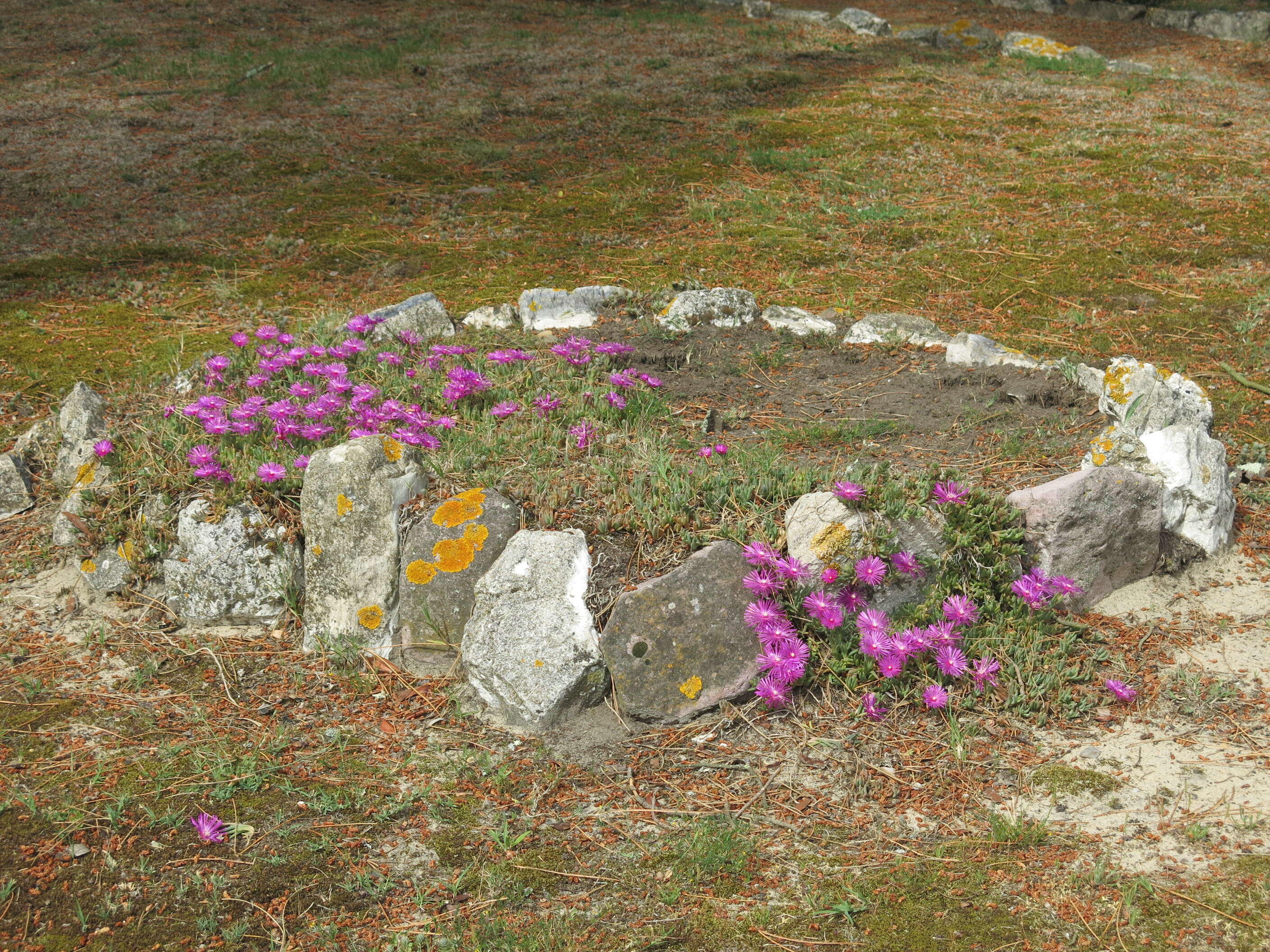 Imagem de Delosperma cooperi (Hook. fil.) L. Bol.