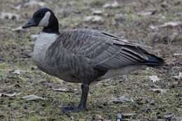Image of Branta canadensis parvipes (Cassin 1852)