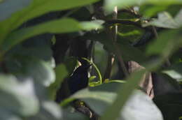 Image of Malabar Whistling Thrush