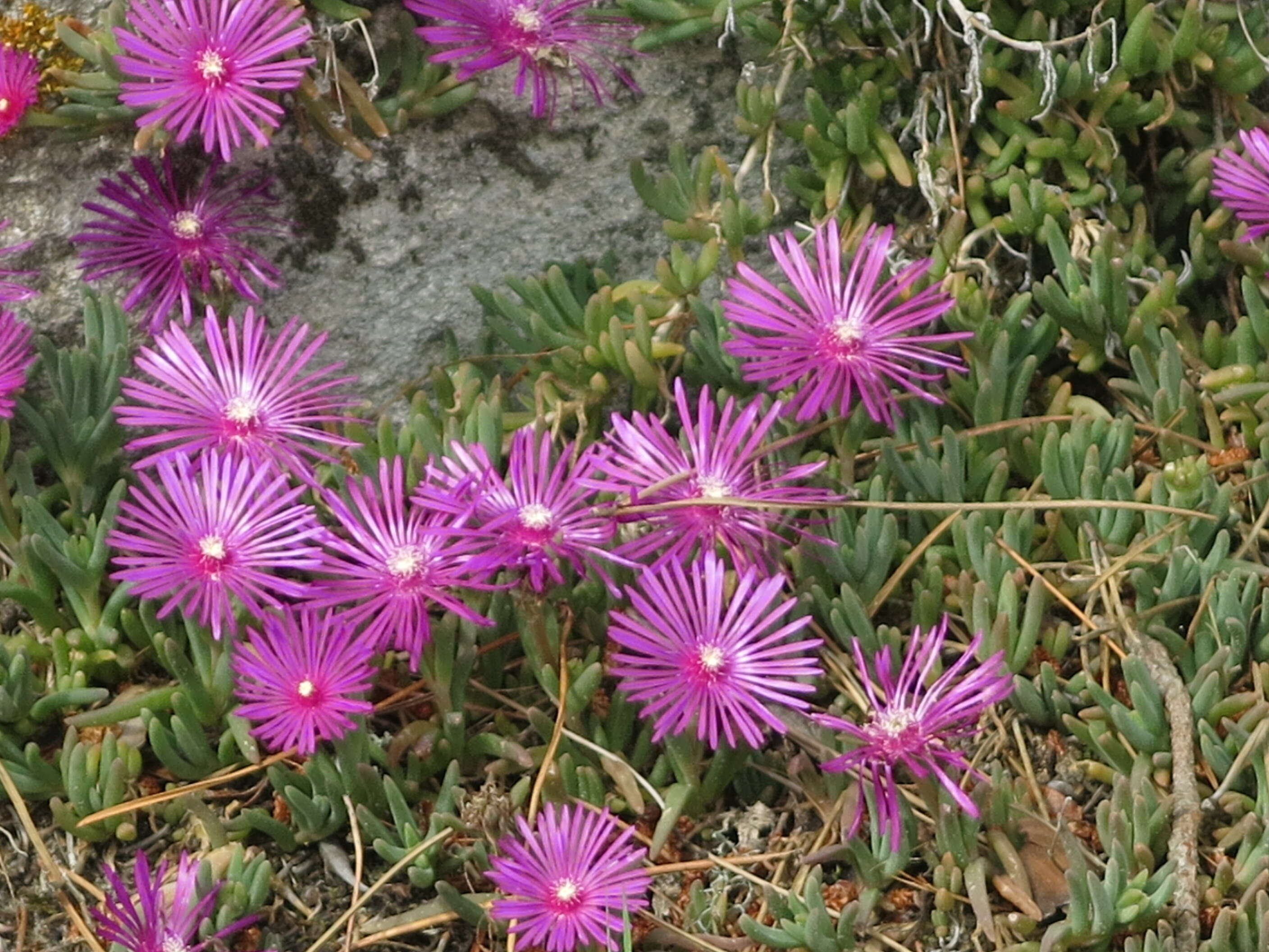 Imagem de Delosperma cooperi (Hook. fil.) L. Bol.