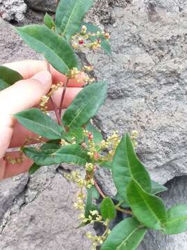 Image of Muehlenbeckia tamnifolia (Kunth) Meisn.