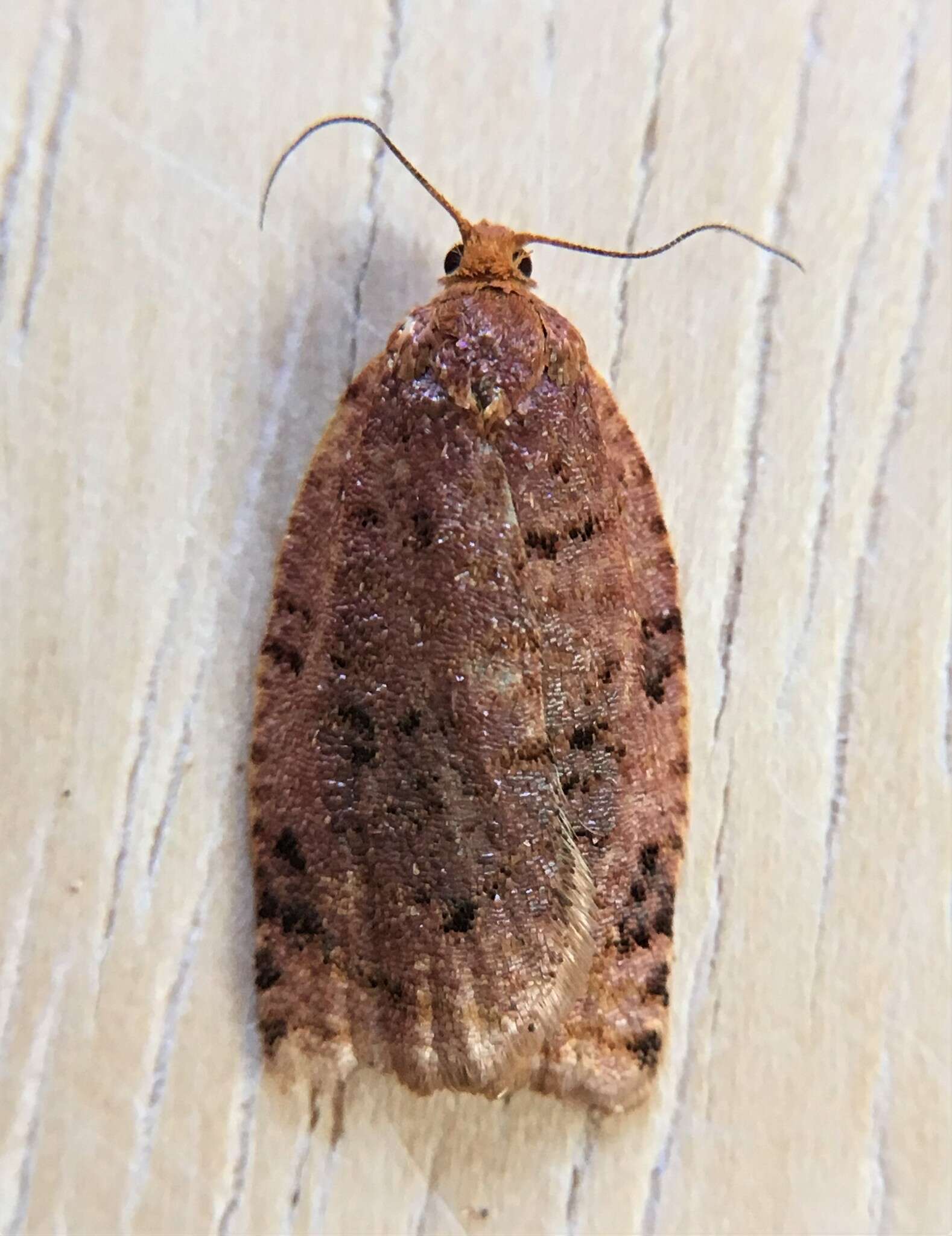 Image of Ugly-nest Caterpillar