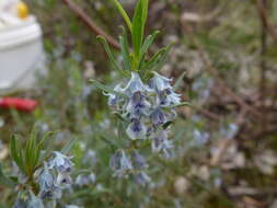 Image de Pigea floribunda (Lindl.) Lindl.