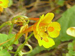 Image of dwarf nasturtium