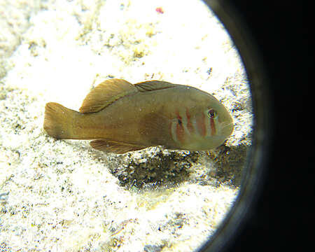 Image of Red-striped coral goby