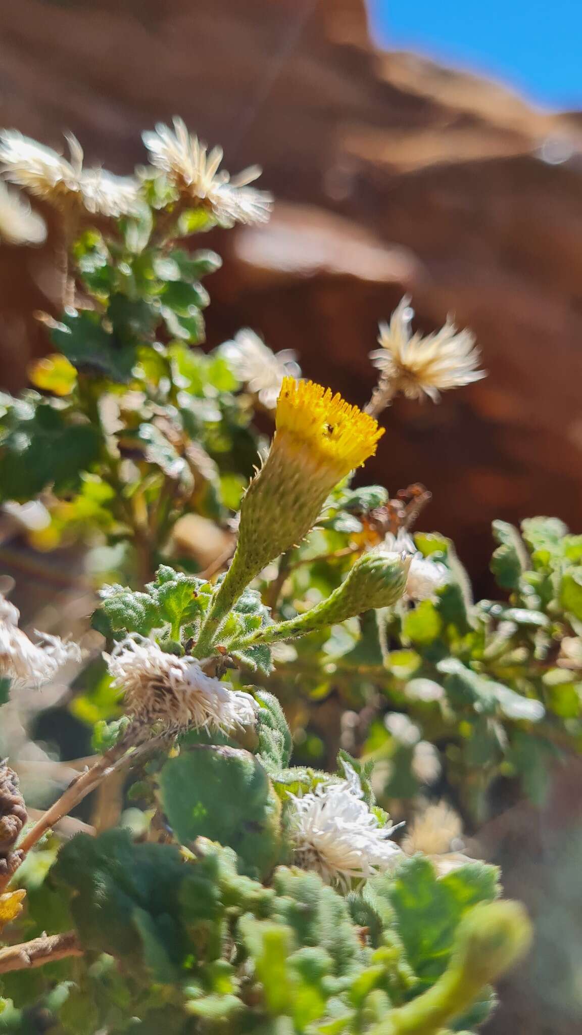 Pentatrichia petrosa Klatt resmi