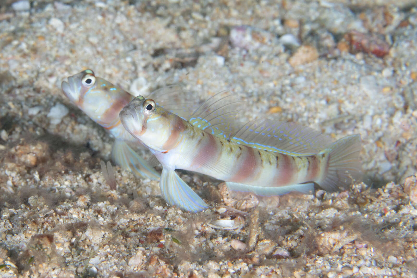 Image of Arcfin shrimpgoby