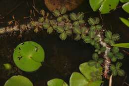 Image of Water Mimosa