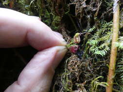 Imagem de Scaphosepalum ophidion Luer