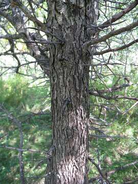 Image of Cockspur Hawthorn