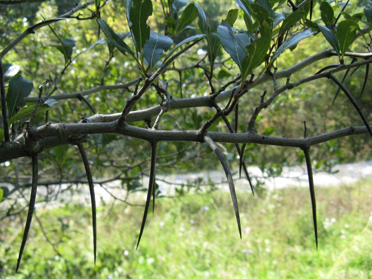 Image of Cockspur Hawthorn