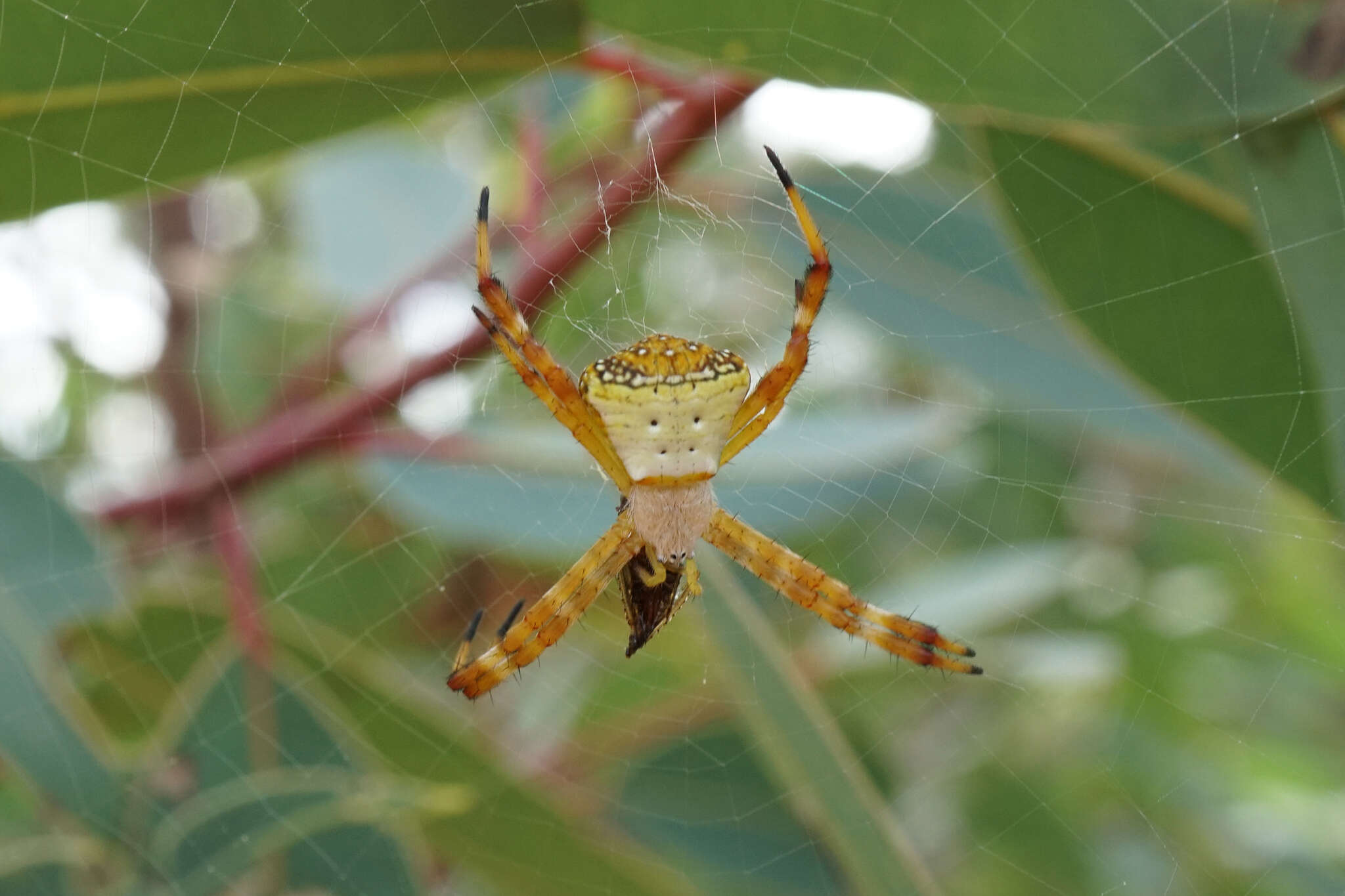 Image of Argiope kochi Levi 1983