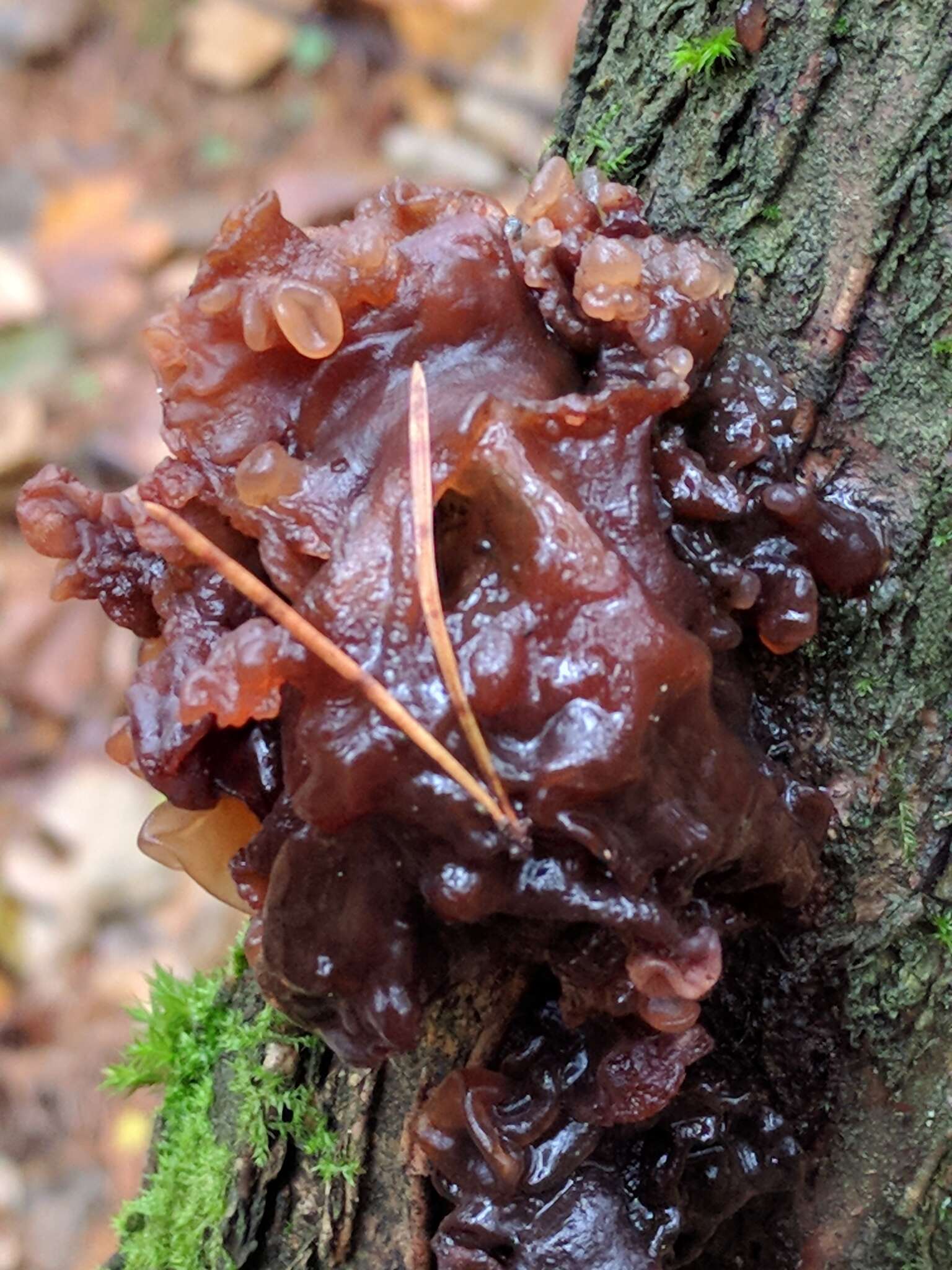 Image of Phaeotremella foliacea (Pers.) Wedin, J. C. Zamora & Millanes 2016