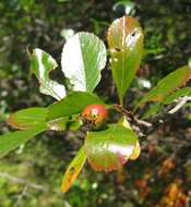 Image of Cockspur Hawthorn