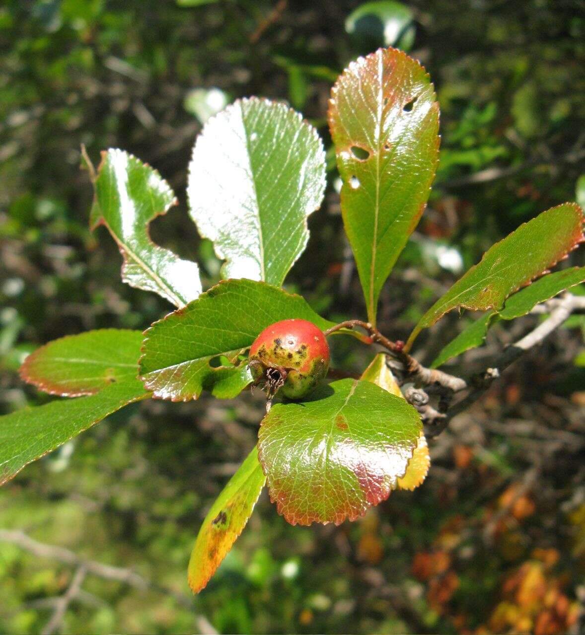 Image of Cockspur Hawthorn