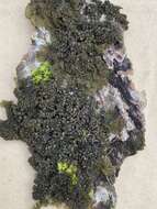 Collema nigrescens (Huds.) DC. resmi