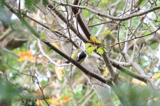 Image of Parus major newtoni Pražák 1894