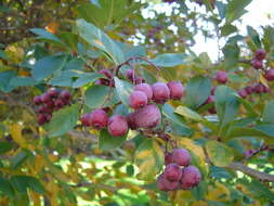 Image of Cockspur Hawthorn