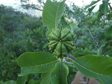 Image of Esenbeckia flava T. S. Brandeg.